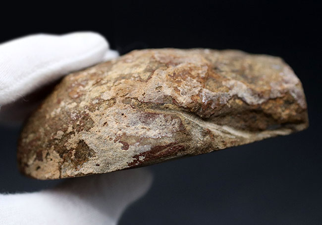 ジ・オールドコレクション。現在では珍しいメキシコはユカタン半島で採集された１９８９年に入手された旧きアンモナイト（Ammonite）（その6）
