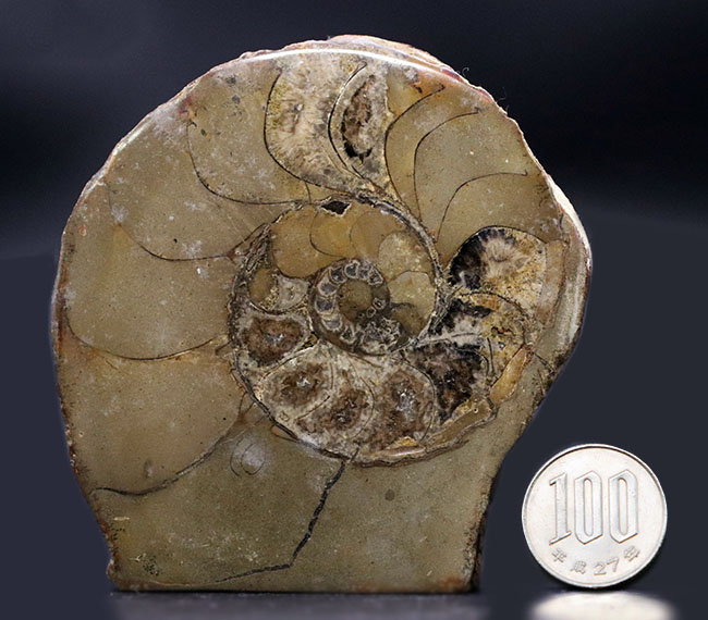 ジ・オールドコレクション。現在では珍しいメキシコはユカタン半島で採集された１９８９年に入手された旧きアンモナイト（Ammonite）（その7）