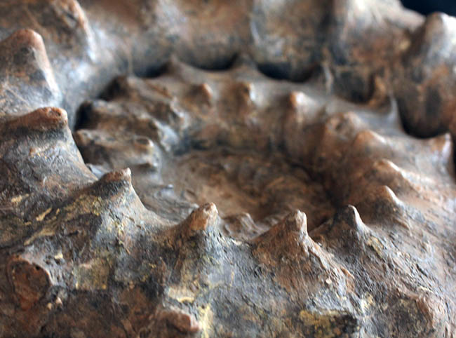 ハイクラス！殻全体を二列の棘で武装した、極めて優れた保存状態を示すドイツ産アンモナイト、ユーアスピドセラス（Euaspidoceras）の化石（その1）