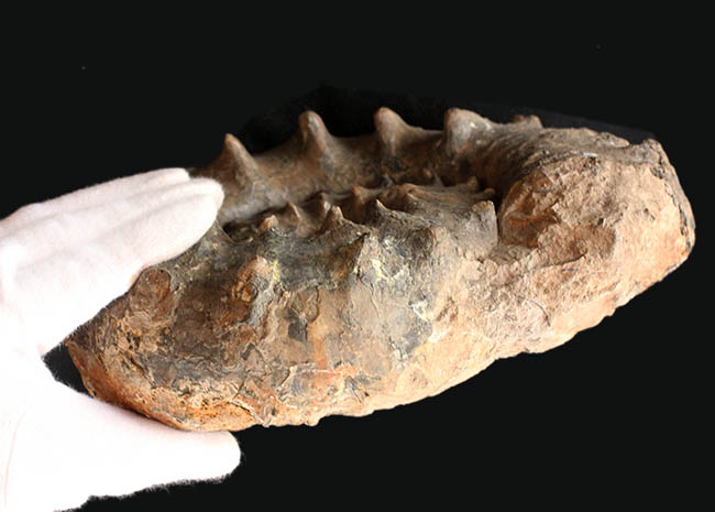 ハイクラス！殻全体を二列の棘で武装した、極めて優れた保存状態を示すドイツ産アンモナイト、ユーアスピドセラス（Euaspidoceras）の化石（その10）