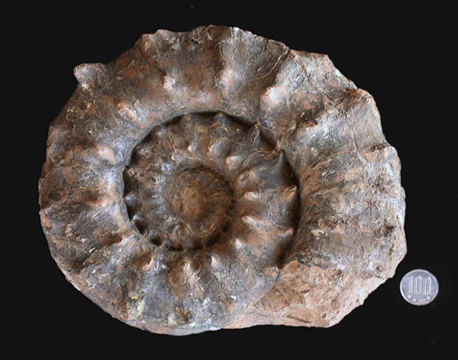 ハイクラス！殻全体を二列の棘で武装した、極めて優れた保存状態を示すドイツ産アンモナイト、ユーアスピドセラス（Euaspidoceras）の化石（その11）