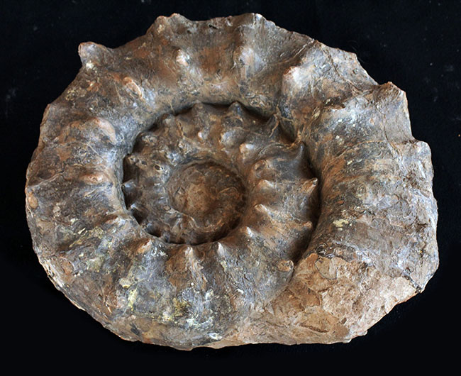 ハイクラス！殻全体を二列の棘で武装した、極めて優れた保存状態を示すドイツ産アンモナイト、ユーアスピドセラス（Euaspidoceras）の化石（その2）