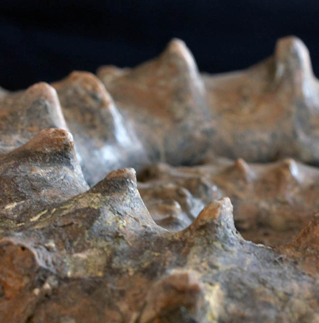 ハイクラス！殻全体を二列の棘で武装した、極めて優れた保存状態を示すドイツ産アンモナイト、ユーアスピドセラス（Euaspidoceras）の化石（その3）