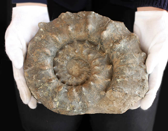 ハイクラス！殻全体を二列の棘で武装した、極めて優れた保存状態を示すドイツ産アンモナイト、ユーアスピドセラス（Euaspidoceras）の化石（その4）