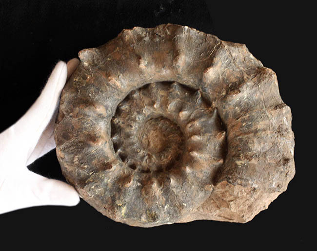 ハイクラス！殻全体を二列の棘で武装した、極めて優れた保存状態を示すドイツ産アンモナイト、ユーアスピドセラス（Euaspidoceras）の化石（その6）