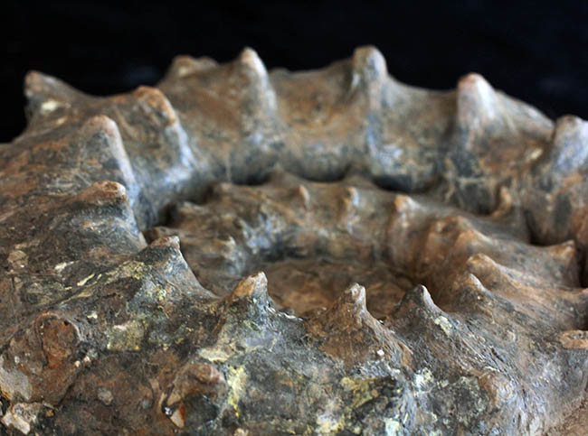 ハイクラス！殻全体を二列の棘で武装した、極めて優れた保存状態を示すドイツ産アンモナイト、ユーアスピドセラス（Euaspidoceras）の化石（その7）