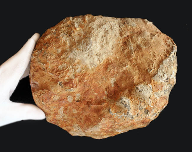 ハイクラス！殻全体を二列の棘で武装した、極めて優れた保存状態を示すドイツ産アンモナイト、ユーアスピドセラス（Euaspidoceras）の化石（その8）