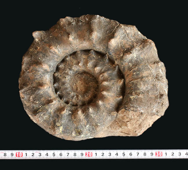 ハイクラス！殻全体を二列の棘で武装した、極めて優れた保存状態を示すドイツ産アンモナイト、ユーアスピドセラス（Euaspidoceras）の化石（その9）
