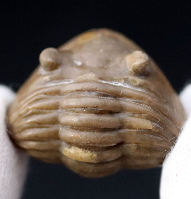 天敵から襲われて身を守るダンゴムシのように防御姿勢を取った三葉虫、アサフス(Asaphus sp.)のユーモラスな化石(その1)
