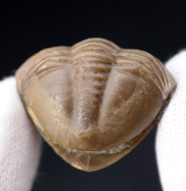 天敵から襲われて身を守るダンゴムシのように防御姿勢を取った三葉虫、アサフス(Asaphus sp.)のユーモラスな化石(その4)