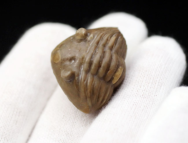 天敵から襲われて身を守るダンゴムシのように防御姿勢を取った三葉虫、アサフス(Asaphus sp.)のユーモラスな化石(その5)
