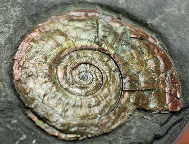 虹色アンモナイト 化石 イングランド・サマセット 産 虹色アンモナイト