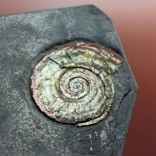 虹色アンモナイト　化石　イングランド・サマセット 産 虹色アンモナイト 化石 イングランド・サマセット 産 虹色アンモナイト