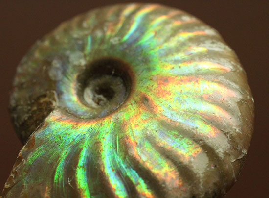 発色が良い遊色アンモナイトをお探しの方に！恐竜時代のイリデッセンスアンモナイト(Ammonite)/中生代白亜紀（1億3500万 -- 6500万年前）【an1198】