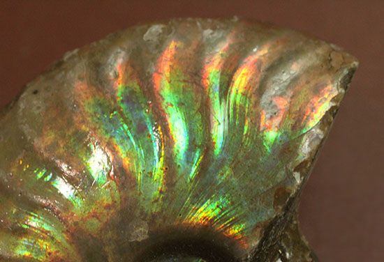 発色が良い遊色アンモナイトをお探しの方に！恐竜時代のイリデッセンスアンモナイト(Ammonite)/中生代白亜紀（1億3500万 -- 6500万年前）【an1198】