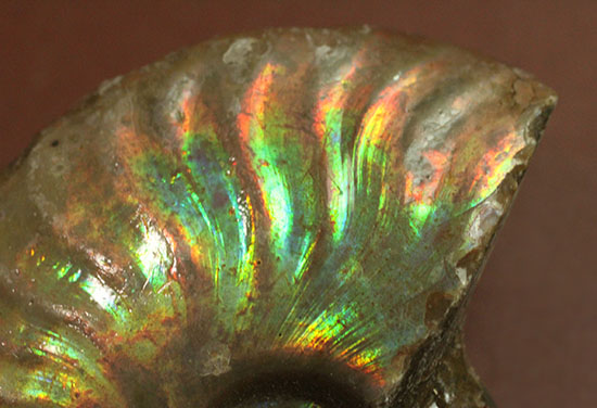 発色が良い遊色アンモナイトをお探しの方に！恐竜時代のイリデッセンスアンモナイト(Ammonite)/中生代白亜紀（1億3500万 -- 6500万年前）【an1198】