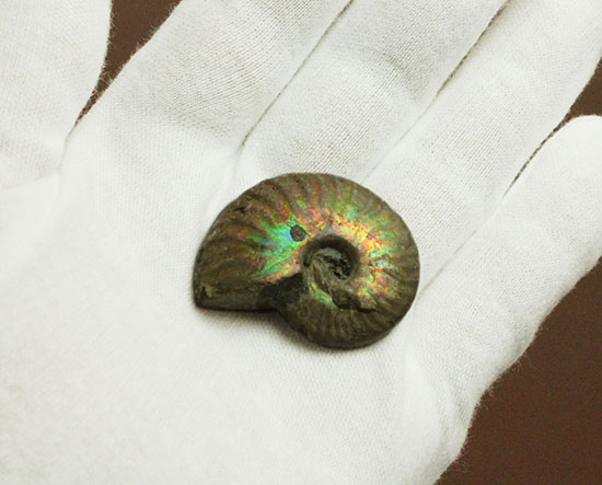 発色が良い遊色アンモナイトをお探しの方に!恐竜時代のイリデッセンスアンモナイト(Ammonite)(その4)