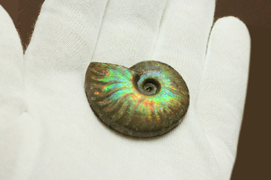 発色が良い遊色アンモナイトをお探しの方に!恐竜時代のイリデッセンスアンモナイト(Ammonite)(その5)