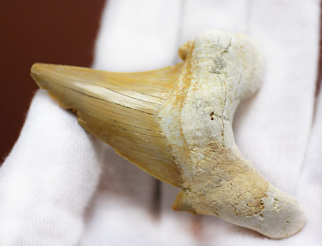 新生代中期に棲息していた巨大な肉食ザメ、オトダス（Otodus）の上質の歯化石（その1）