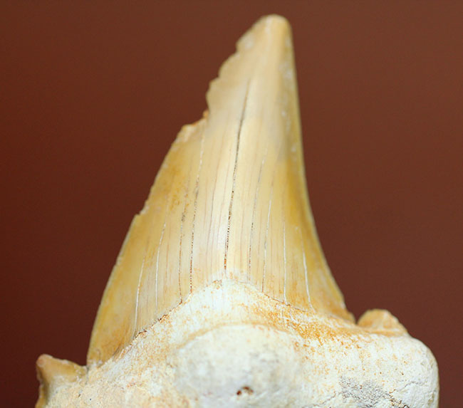新生代中期に棲息していた巨大な肉食ザメ、オトダス（Otodus）の上質の歯化石（その2）
