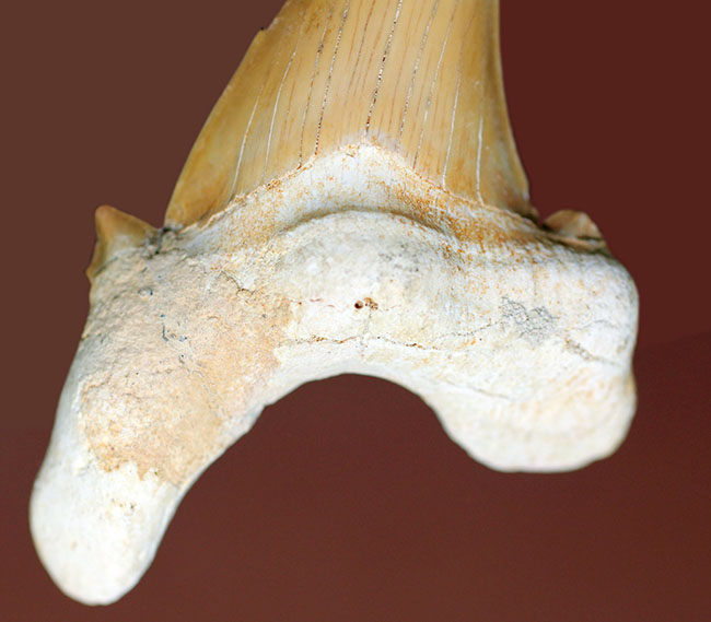 新生代中期に棲息していた巨大な肉食ザメ、オトダス（Otodus）の上質の歯化石（その3）