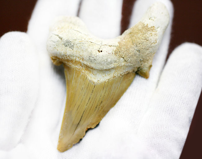 新生代中期に棲息していた巨大な肉食ザメ、オトダス（Otodus）の上質の歯化石（その4）