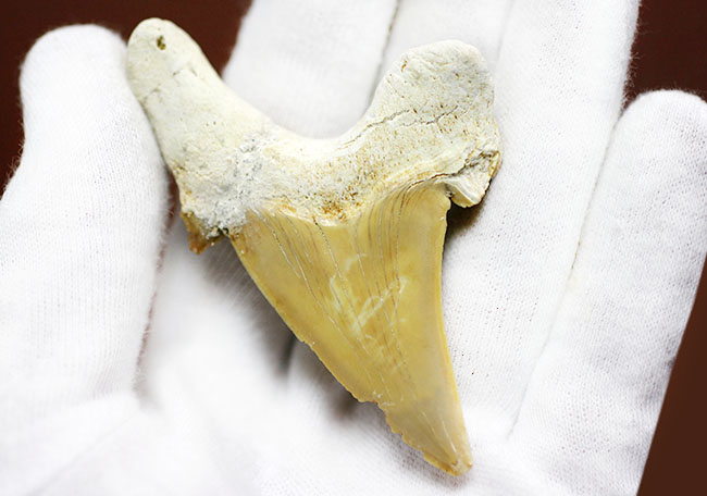 新生代中期に棲息していた巨大な肉食ザメ、オトダス（Otodus）の上質の歯化石（その6）