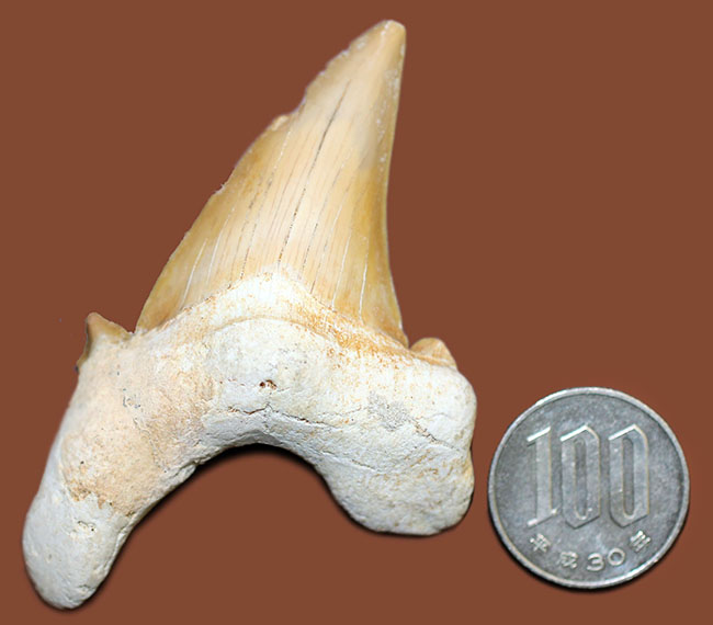 新生代中期に棲息していた巨大な肉食ザメ、オトダス（Otodus）の上質の歯化石（その7）
