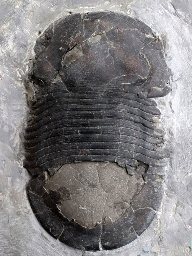 滅多に見られない特大の９センチ級！米国ニューヨーク州の希少三葉虫、特大サイズのブマスタス・イオクス（Bumastus ioxus）（その2）
