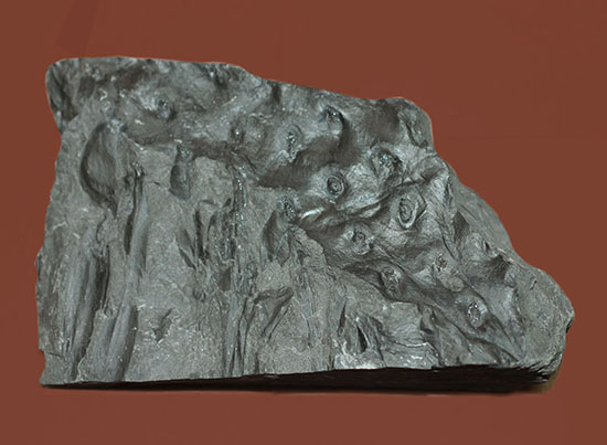 マニアックシリーズ、古代の巨大樹木の化石、スティグマリア（Stigmaria）（その1）
