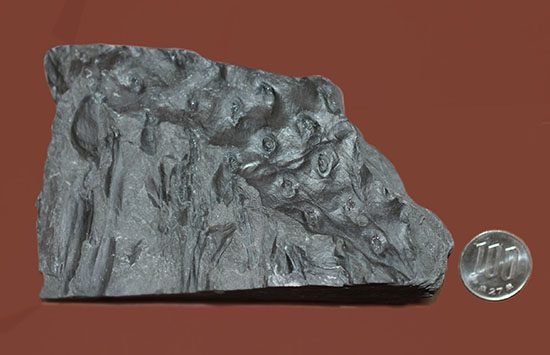マニアックシリーズ、古代の巨大樹木の化石、スティグマリア（Stigmaria）（その11）