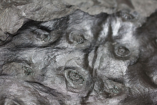 マニアックシリーズ、古代の巨大樹木の化石、スティグマリア(Stigmaria)(その2)
