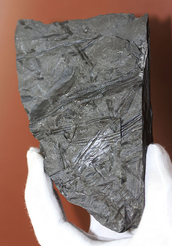 マニアックシリーズ、古代の巨大樹木の化石、スティグマリア(Stigmaria)(その3)