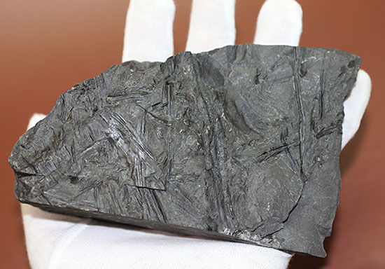 マニアックシリーズ、古代の巨大樹木の化石、スティグマリア(Stigmaria)(その6)