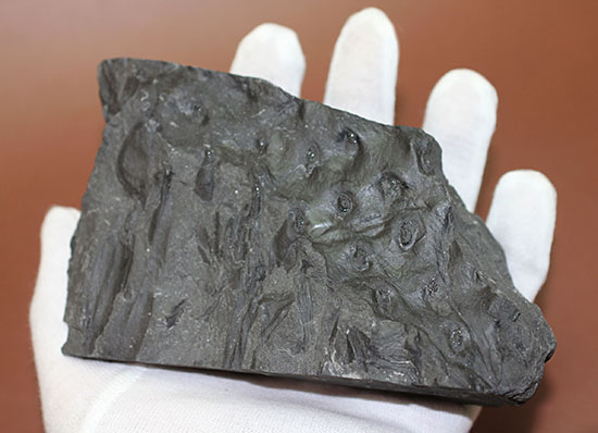 マニアックシリーズ、古代の巨大樹木の化石、スティグマリア(Stigmaria)(その7)