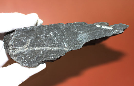 マニアックシリーズ、古代の巨大樹木の化石、スティグマリア(Stigmaria)(その8)