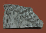 マニアックシリーズ、古代の巨大樹木の化石、スティグマリア（Stigmaria）