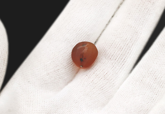 この丸く小さな玉にはロマンがいっぱい!羽虫を内包した、白亜紀時代の琥珀、バーマイト(Burmite)(その5)