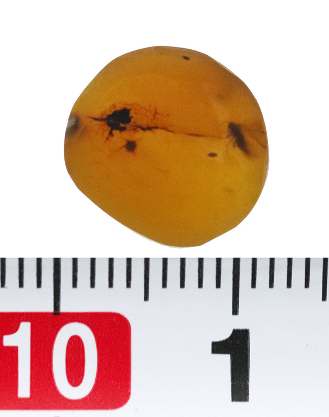 この丸く小さな玉にはロマンがいっぱい!羽虫を内包した、白亜紀時代の琥珀、バーマイト(Burmite)(その7)