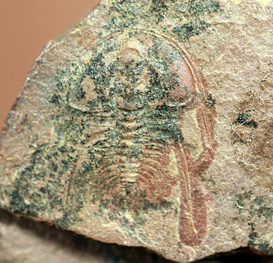 最古の三葉虫の一つ、有名なピオシェ・シェールより採集されたオルレネス・ギルバーティ（Olenellus gilberti）（その1）