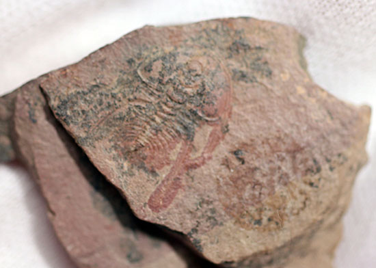 最古の三葉虫の一つ、有名なピオシェ・シェールより採集されたオルレネス・ギルバーティ(Olenellus gilberti)(その2)