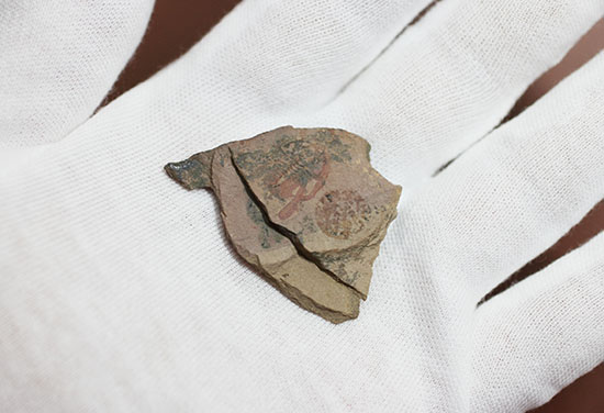 最古の三葉虫の一つ、有名なピオシェ・シェールより採集されたオルレネス・ギルバーティ(Olenellus gilberti)(その3)