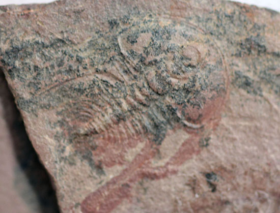 最古の三葉虫の一つ、有名なピオシェ・シェールより採集されたオルレネス・ギルバーティ(Olenellus gilberti)(その4)