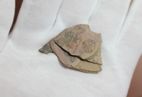 最古の三葉虫の一つ、有名なピオシェ・シェールより採集されたオルレネス・ギルバーティ(Olenellus gilberti)(その5)