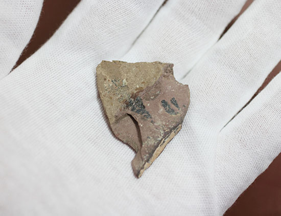 最古の三葉虫の一つ、有名なピオシェ・シェールより採集されたオルレネス・ギルバーティ(Olenellus gilberti)(その6)