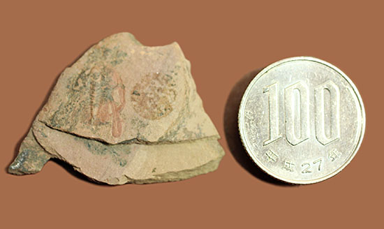 最古の三葉虫の一つ、有名なピオシェ・シェールより採集されたオルレネス・ギルバーティ(Olenellus gilberti)(その7)