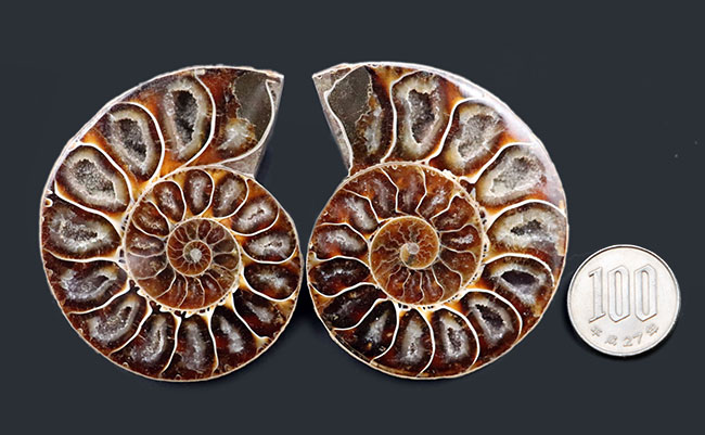 厳選美品！マダガスカル産のアンモナイト、デスモセラス（Desmoceras）のカット＆スライス化石（その10）