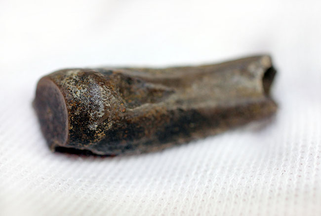 ハドロサウルス科の雄、エドモントサウルスの顎の”先端付近”の歯化石