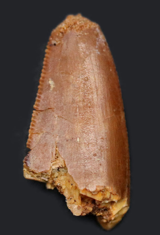 珍しい、ケムケム層で採集された小型の獣脚類恐竜、デルタドロメウス（Deltadromeus）の歯化石（その1）
