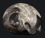 両面鑑賞できるホールタイプ！直径最大部１１２ミリの大型のゴニアタイト（Goniatite）の標本